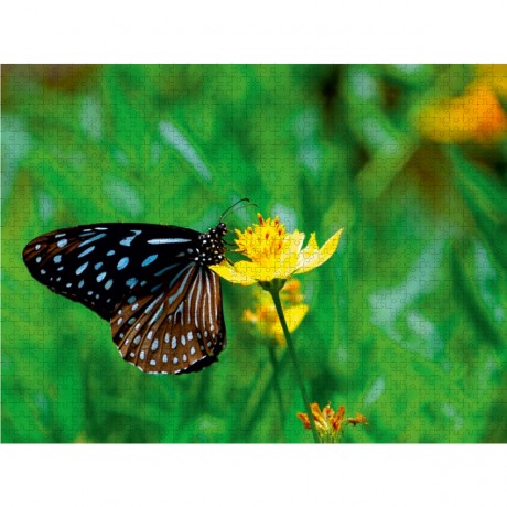 CALVENDO Puzzle CALVENDO Puzzle Tirumala Septentrionis Пазл CALVENDO Puzzle Tirumala Septentrionis