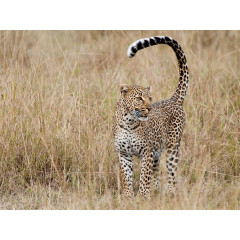 CALVENDO Puzzle CALVENDO Puzzle Emotionale Momente: Leoparden Пазл CALVENDO Puzzle Эмоциональные моменты: леопарды