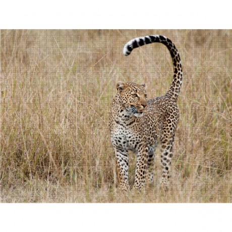 CALVENDO Puzzle CALVENDO Puzzle Emotionale Momente: Leoparden Пазл CALVENDO Puzzle Эмоциональные моменты: леопарды