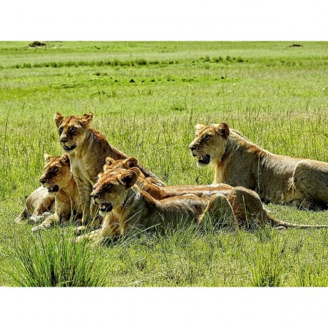 CALVENDO Puzzle CALVENDO Puzzle Lowenfamilie Пазл CALVENDO Пазл Львиная семья