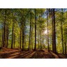 CALVENDO Puzzle CALVENDO Puzzle Im Wald Пазл CALVENDO Puzzle В лесу