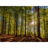CALVENDO Puzzle CALVENDO Puzzle Im Wald Пазл CALVENDO Puzzle В лесу