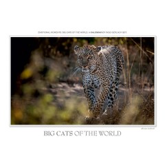 CALVENDO Puzzle CALVENDO Puzzle Emotional Moments: Big Cats of the World \/ UK-Version Пазл CALVENDO Puzzle Emotional Moments: Big Cats of the World / UK version