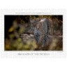 CALVENDO Puzzle CALVENDO Puzzle Emotional Moments: Big Cats of the World \/ UK-Version Пазл CALVENDO Puzzle Emotional Moments: Big Cats of the World / UK version