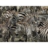 CALVENDO Puzzle CALVENDO Puzzle Zebras....schwarz- weiss streifen Пазл CALVENDO Puzzle Zebras....черно-белые полосы