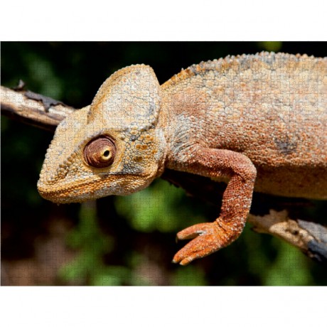 CALVENDO Puzzle CALVENDO Puzzle Chamaleon (Furcifer oustaleti) auf Madagaskar Пазл CALVENDO Puzzle Chameleon (Furcifer oustaleti) на Мадагаскаре