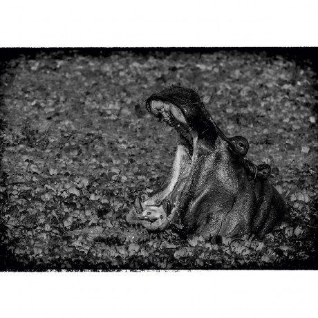 CALVENDO Puzzle CALVENDO Puzzle Nilpferd Пазл CALVENDO Пазл бегемот