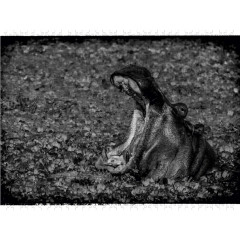 CALVENDO Puzzle CALVENDO Puzzle Nilpferd Пазл CALVENDO Пазл бегемот