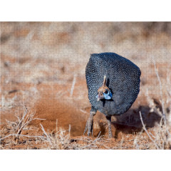 CALVENDO Puzzle CALVENDO Puzzle Perlhuhn Пазл CALVENDO Пазл цесарка