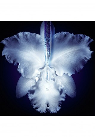 GUERLAIN GUERLAIN ORCHIDEE IMPERIALE MICRO-LIFT CONCENTRATE Serum transparent GUERLAIN ORCHIDEE IMPERIALE MICRO-LIFT CONCENTRATE Сыворотка