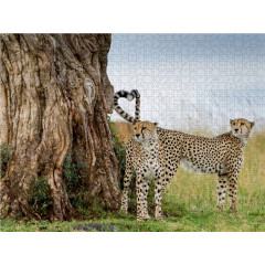 CALVENDO Puzzle CALVENDO Puzzle Ein Herz und eine Seele sind die beiden Gepardenbruder. Пазл CALVENDO Puzzle У двух братьев-гепардов одно сердце и одна душа.