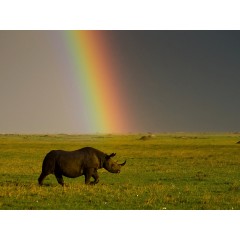 CALVENDO Puzzle CALVENDO Puzzle Nashorn im Sturm Пазл CALVENDO Puzzle Носорог во время бури