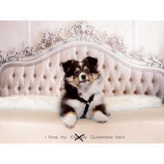 CALVENDO Puzzle CALVENDO Puzzle Wir lieben Shelties Пазл CALVENDO Puzzle Мы любим шелти