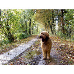 CALVENDO Puzzle CALVENDO Puzzle Briard auf Herbstwanderung Пазл CALVENDO Puzzle Briard в осеннем походе