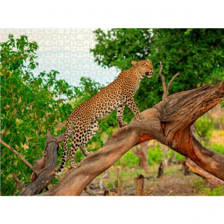 CALVENDO Puzzle CALVENDO Puzzle Leopard auf der Jagd Пазл CALVENDO Puzzle Леопард на охоте