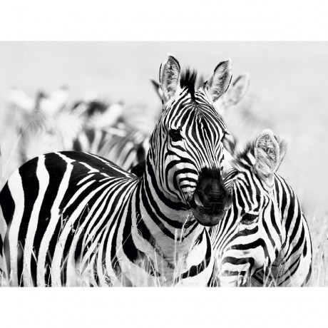 CALVENDO Puzzle CALVENDO Puzzle Zebras Пазл CALVENDO Пазл зебры