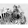 CALVENDO Puzzle CALVENDO Puzzle Zebras Пазл CALVENDO Пазл зебры