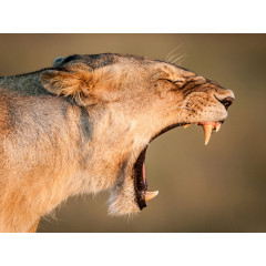 CALVENDO Puzzle CALVENDO Puzzle Gahnende Lowin in der Masai Mara in Kenia. Пазл CALVENDO Puzzle Зияющая львица в Масаи Мара в Кении.