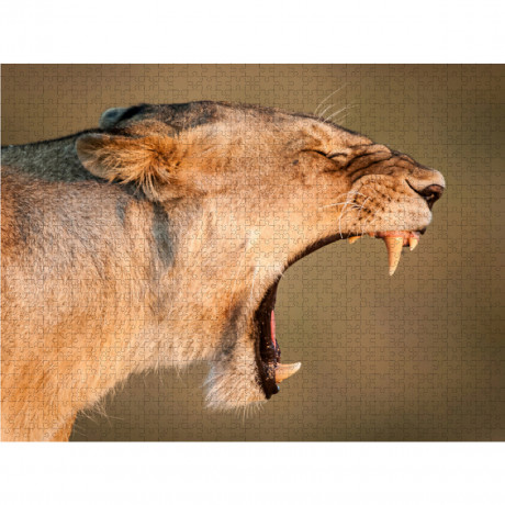 CALVENDO Puzzle CALVENDO Puzzle Gahnende Lowin in der Masai Mara in Kenia. Пазл CALVENDO Puzzle Зияющая львица в Масаи Мара в Кении.