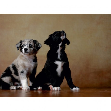 CALVENDO Puzzle CALVENDO Puzzle Australian Shepherd Пазл CALVENDO Пазл Австралийская овчарка