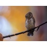 CALVENDO Puzzle CALVENDO Puzzle Sperlingskauz (Deutschland) Пазл CALVENDO Puzzle Pygmy Owl (Германия)