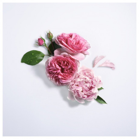 Lancome Rose Peonia Floral  Роза пиония цветочная
