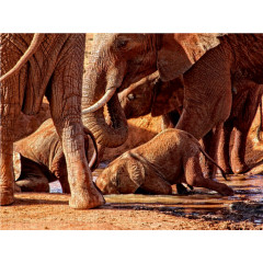 CALVENDO Puzzle CALVENDO Puzzle Elefantenkinder. Kinderstube und voller Neugier. Wildlife. Kenia Пазл CALVENDO Пазл слон детский. Питомник и полный любопытства. Дикая природа. Кения