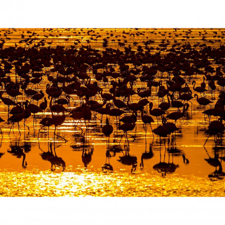 CALVENDO Puzzle CALVENDO Puzzle Flamingos Пазл CALVENDO Пазл фламинго