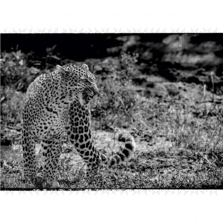 CALVENDO Puzzle CALVENDO Puzzle Leopard Пазл CALVENDO Пазл Леопард