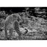 CALVENDO Puzzle CALVENDO Puzzle Leopard Пазл CALVENDO Пазл Леопард