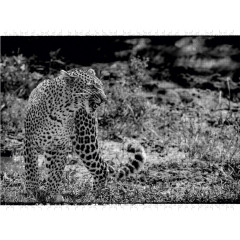 CALVENDO Puzzle CALVENDO Puzzle Leopard Пазл CALVENDO Пазл Леопард
