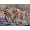 CALVENDO Puzzle CALVENDO Puzzle Emotional Moments: Lion Cubs Пазл CALVENDO Puzzle Emotional Moments: Львята