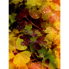 CALVENDO Puzzle CALVENDO Puzzle Herbstlaub Пазл CALVENDO Пазл осенние листья