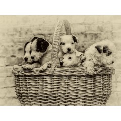 CALVENDO Puzzle CALVENDO Puzzle Ein Korb voll Gluck Пазл CALVENDO Puzzle Корзина