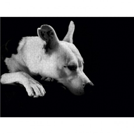 CALVENDO Puzzle CALVENDO Puzzle Cheyenne Пазл CALVENDO Пазл Шайенн