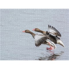 CALVENDO Puzzle CALVENDO Puzzle Emotionale Momente: Die Graugans. Пазл CALVENDO Пазл Эмоциональные моменты: Серый гусь.