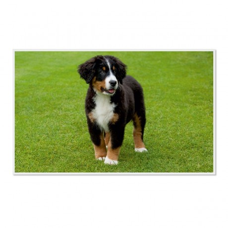 CALVENDO Puzzle CALVENDO Puzzle Emotionale Momente: Berner Sennenhund. \/ CH-Version Пазл CALVENDO Пазл Эмоциональные моменты: Бернский зенненхунд. \/ версия CH
