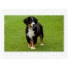 CALVENDO Puzzle CALVENDO Puzzle Emotionale Momente: Berner Sennenhund. \/ CH-Version Пазл CALVENDO Пазл Эмоциональные моменты: Бернский зенненхунд. \/ версия CH