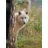CALVENDO Puzzle CALVENDO Puzzle Emotionale Momente: Der Wolf. Пазл CALVENDO Пазл Эмоциональные моменты: Волк.