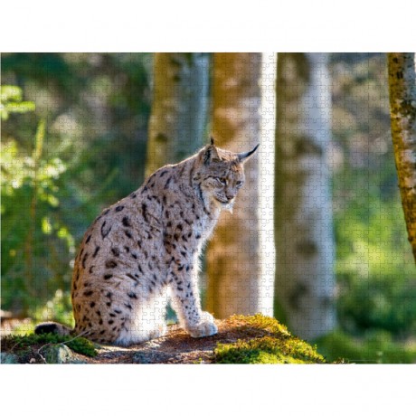 CALVENDO Puzzle CALVENDO Puzzle Faszination Luchs im Bayerischen Wald Пазл CALVENDO Puzzle Очарование рыси в Баварском лесу
