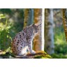 CALVENDO Puzzle CALVENDO Puzzle Faszination Luchs im Bayerischen Wald Пазл CALVENDO Puzzle Очарование рыси в Баварском лесу