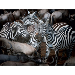 CALVENDO Puzzle CALVENDO Puzzle Zebras Пазл CALVENDO Пазл зебры
