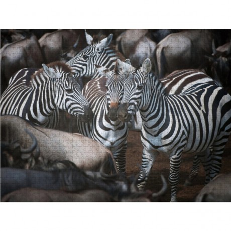 CALVENDO Puzzle CALVENDO Puzzle Zebras Пазл CALVENDO Пазл зебры