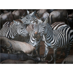 CALVENDO Puzzle CALVENDO Puzzle Zebras Пазл CALVENDO Пазл зебры