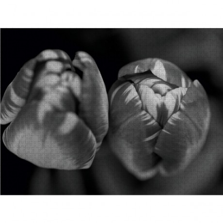 CALVENDO Puzzle CALVENDO Puzzle Nahaufnahme Fruhlingstulpen in schwarzweiss Пазл CALVENDO Puzzle Крупный план весенних тюльпанов в черно-белом цвете