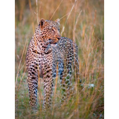 CALVENDO Puzzle CALVENDO Puzzle Afrikanischer Leopard Пазл CALVENDO Пазл Африканский леопард