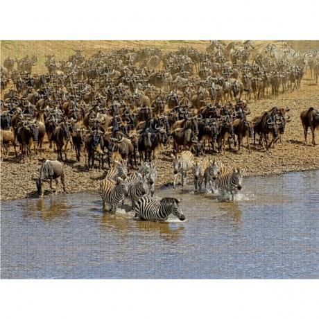 CALVENDO Puzzle CALVENDO Puzzle Zebras....Wildlife am Marafluss Пазл CALVENDO Puzzle Zebras....Дикая природа на реке Мара