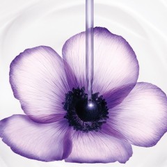 Lancome Renergie Multi-Lift Creme SPF 15  Renergie Multi-Lift Cream SPF 15