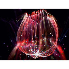 CALVENDO Puzzle CALVENDO Puzzle Tulpe transparent Пазл CALVENDO Puzzle Тюльпан прозрачный