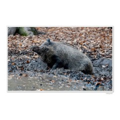 CALVENDO Puzzle CALVENDO Puzzle Emotional Moment: Die Eber. UK-Version Пазл CALVENDO Пазл Эмоциональный момент: Кабаны. версия для Великобритании